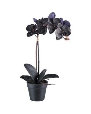 Kopu ® phalaenopsis-orchidee – 48 cm 7 bloemen, 4 bladeren real touch zwart