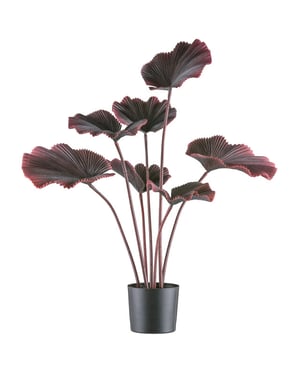 Kopu ® palmboom 100 cm donkerrood in een zwarte plastic pot kamerplant