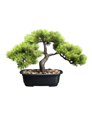 Kopu ® bonsai dennen boompje ca. 23x30 cm met zwarte sierpot