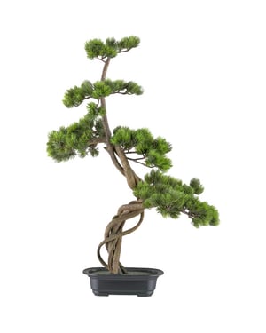 Kopu ® bonsai dennenboom ca. 70x45 cm in een zwarte plastic pot