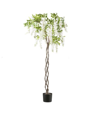 Kopu ® blauwe regen 170 cm hoog wit met gevlochten stam