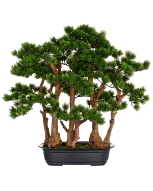 Kopu ® bonsai dennen boompje ca. 60x60 cm- in een zwarte plastic pot