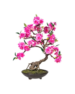 Kopu ® bonsai cerasum - ca. 50 cm in een bruine cementen pot