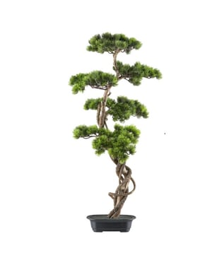 Kopu ® bonsai dennen boompje ca. 90x40 cm in een zwarte plastic pot