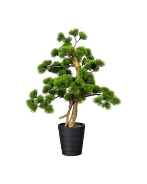 Kopu ® bonsai dennen boompje ca. 60x40 cm met zwarte sierpot