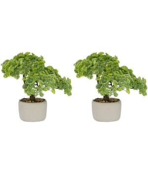 Kopu ® set van 2 bonsai boompjes sedum multiceps 24 cm grijze pot