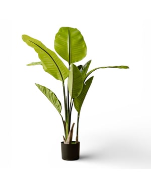 Indore Home Indore silva kunstplant strelitzia 120cm