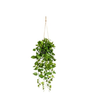 Kopu ® hangplant philodendron 75 cm macramé plantenhanger met pot