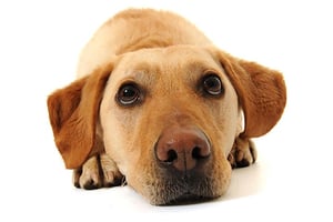Pet Portrait (eVoucher)