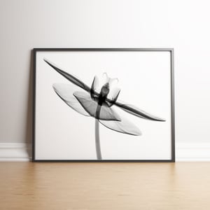 Orchid Flower Aquarelle XRay B - Black frame