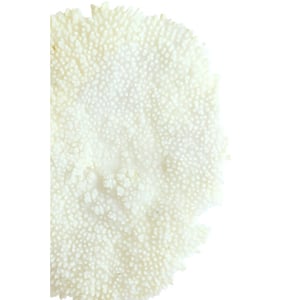 Light & Living ornament coral 46x20x69cm -
