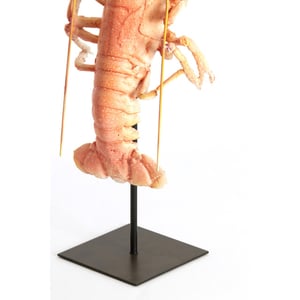 Light & Living ornament lobster 25x14x56.5 cm -