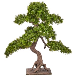 Kopu ® 7 stammen podocarpus macrophyllus bonsai 80 cm houten voet