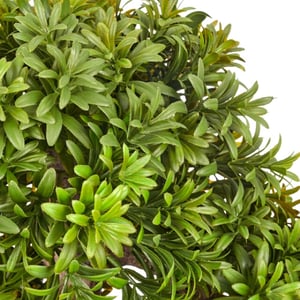 Kopu ® 7 stammen podocarpus macrophyllus bonsai 80 cm houten voet