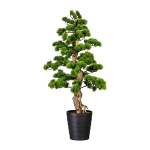 Kopu ® bonsai dennen boom ca. 110x50 cm in een zwarte plastic pot