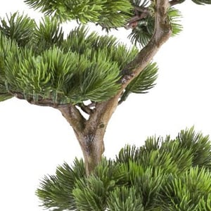 Kopu ® bonsai dennenboom ca. 70x45 cm in een zwarte plastic pot