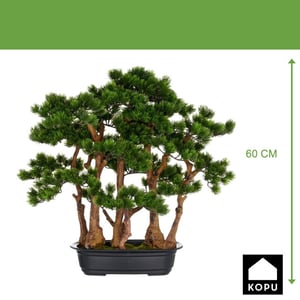 Kopu ® bonsai dennen boompje ca. 60x60 cm- in een zwarte plastic pot