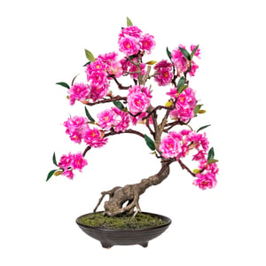 Kopu ® bonsai cerasum - ca. 50 cm in een bruine cementen pot