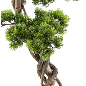Kopu ® bonsai dennen boompje ca. 90x40 cm in een zwarte plastic pot