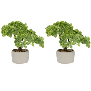 Kopu ® set van 2 bonsai boompjes sedum multiceps 24 cm grijze pot