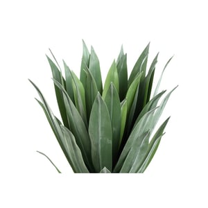 PTMD kunstplant succulent - 65x65x55cm