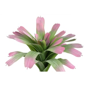 PTMD kunstplant succulent - 70x70x60cm