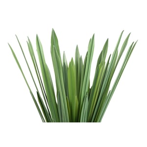 PTMD kunstplant leaves - 62x62x52cm