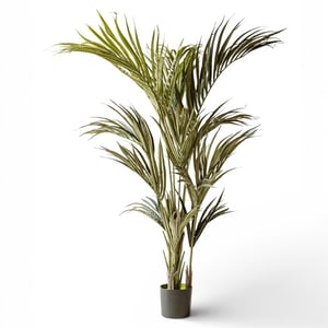 Indore Home Indore silva kunstplant kentia palm 180cm