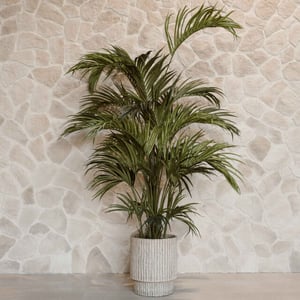 Indore Home Kentia palm kunstplant van 280 cm voor een elegante en ruimtelijke uitstraling