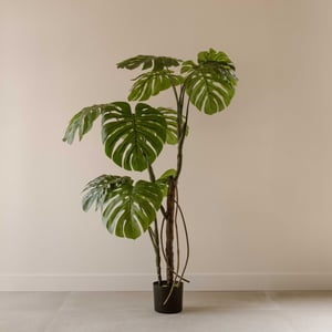 Indore Home Monstera kunstplant van 160 cm als stijlvolle aanvulling in middelgrote