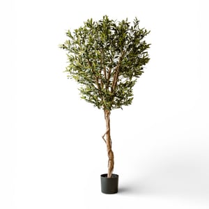 Indore Home Olijfboom kunstplant van 190 cm voor een rustige en mediterrane woonstijl