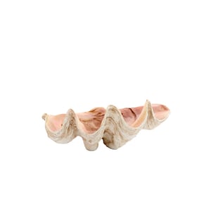 Light & Living ornament shell 41x25x17cm -
