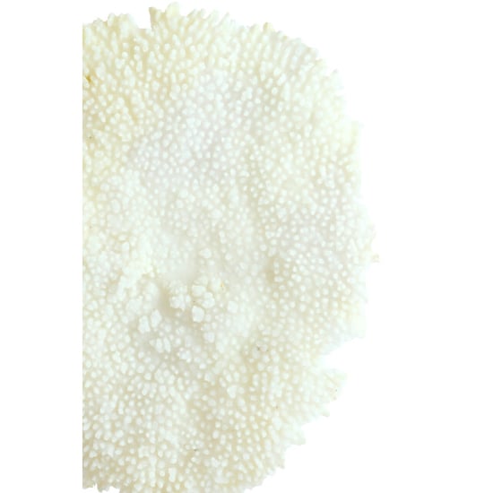 Light & Living ornament coral 46x20x69cm - - Image 2
