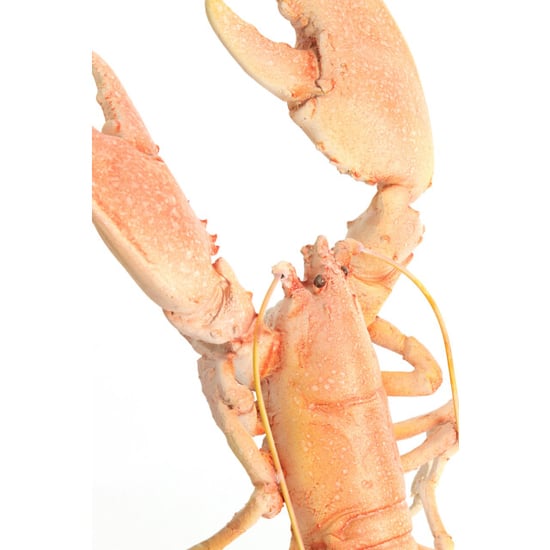 Light & Living ornament lobster 25x14x56.5 cm - - Image 3