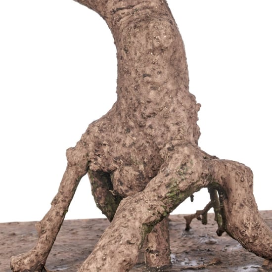 Kopu ® 7 stammen podocarpus macrophyllus bonsai 80 cm houten voet - Image 4