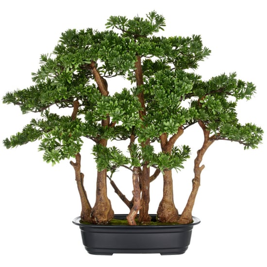 Kopu ® 7 stammen theeblad bonsai 60x60 cm in een zwarte plastic pot - Image 1
