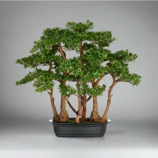 Kopu ® 7 stammen theeblad bonsai 60x60 cm in een zwarte plastic pot - Image 2