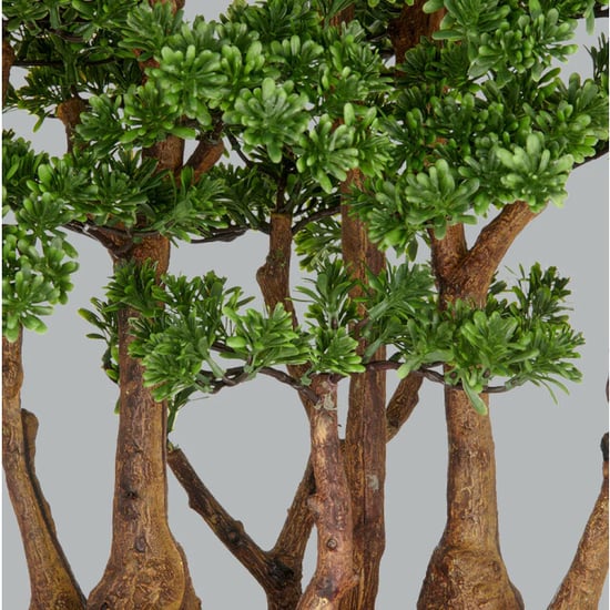Kopu ® 7 stammen theeblad bonsai 60x60 cm in een zwarte plastic pot - Image 4