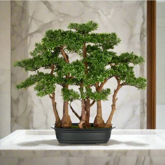 Kopu ® 7 stammen theeblad bonsai 60x60 cm in een zwarte plastic pot - Image 5