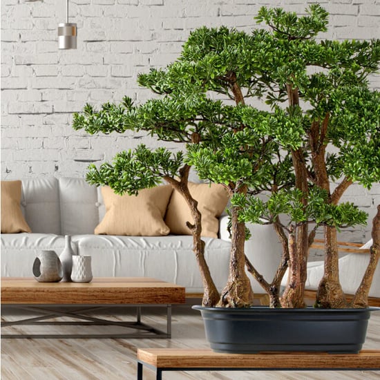 Kopu ® 7 stammen theeblad bonsai 60x60 cm in een zwarte plastic pot - Image 6