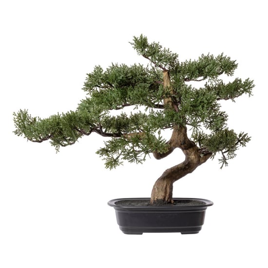 Kopu ® bonsai boompje ceder ca. 40x40 cm in een zwarte plastic pot - Image 1