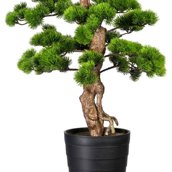 Kopu ® bonsai dennen boom ca. 110x50 cm in een zwarte plastic pot - Image 3