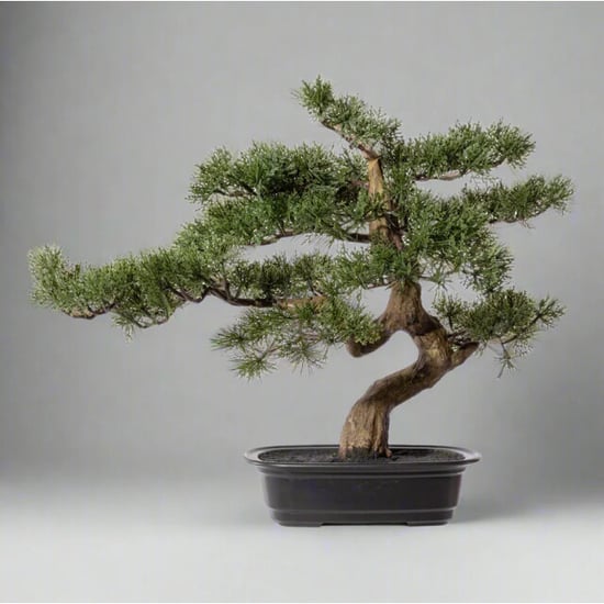 Kopu ® bonsai boompje ceder ca. 40x40 cm in een zwarte plastic pot - Image 3
