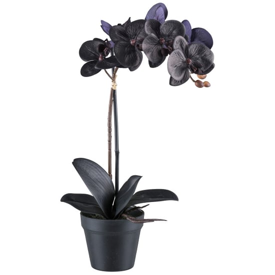Kopu ® phalaenopsis-orchidee – 48 cm 7 bloemen, 4 bladeren real touch zwart - Image 1