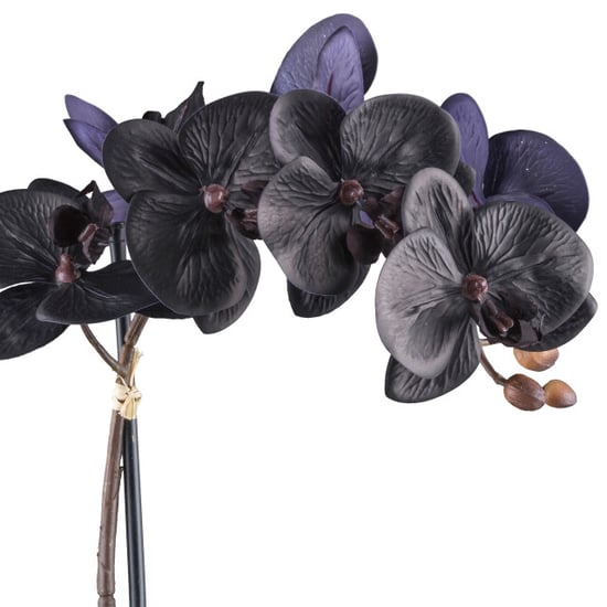 Kopu ® phalaenopsis-orchidee – 48 cm 7 bloemen, 4 bladeren real touch zwart - Image 2