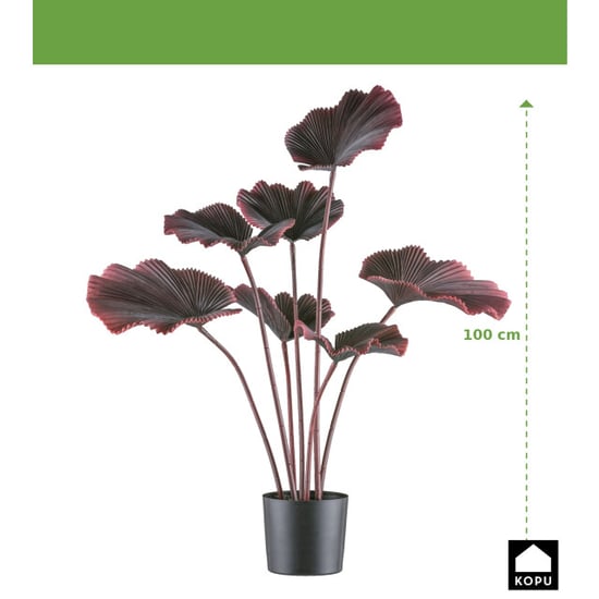 Kopu ® palmboom 100 cm donkerrood in een zwarte plastic pot kamerplant - Image 4