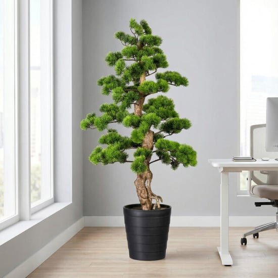 Kopu ® bonsai dennen boom ca. 140 cm in een zwarte plastic pot - Image 5