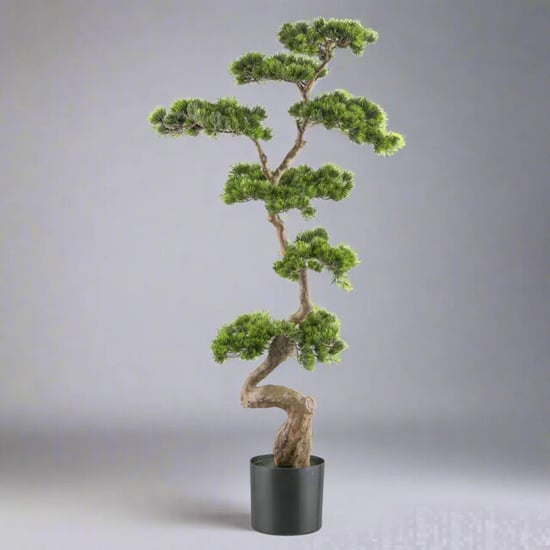 Kopu ® bonsai dennenboom ca. 125x50 cm in een zwarte plastic pot - Image 3