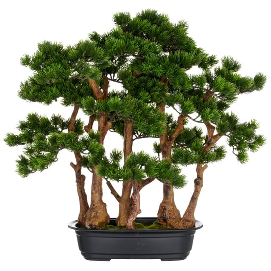 Kopu ® bonsai dennen boompje ca. 60x60 cm- in een zwarte plastic pot - Image 1