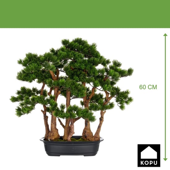 Kopu ® bonsai dennen boompje ca. 60x60 cm- in een zwarte plastic pot - Image 2
